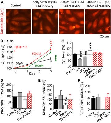 PKCε Activation Restores Loss of PKCε, Manganese Superoxide Dismutase, Vascular Endothelial Growth Factor, and Microvessels in Aged and Alzheimer’s Disease Hippocampus